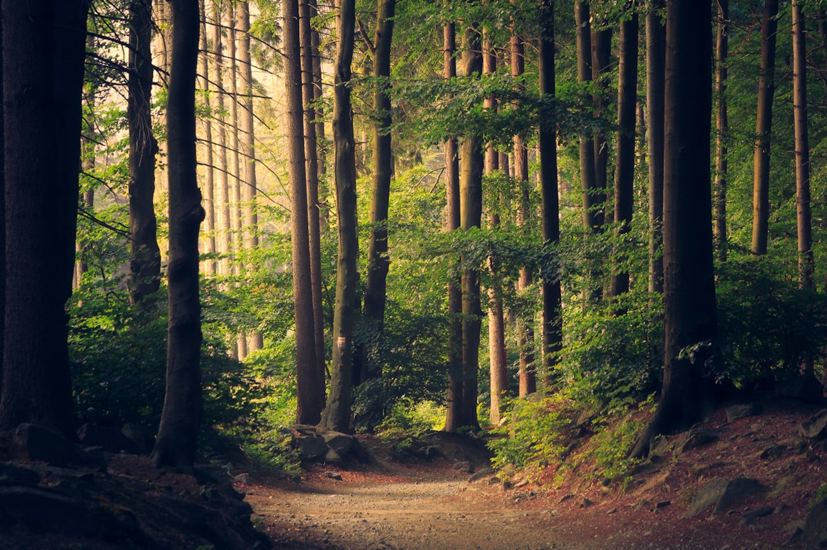 Shaded path through a neighbourhood park with mature trees
